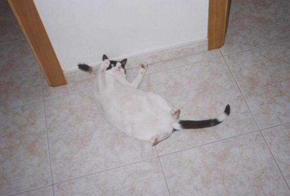 image.jpg